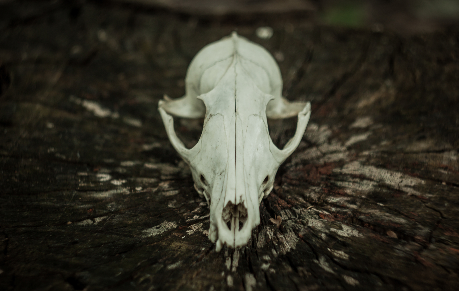 By popular demand :) - My, Scull, Bones, Hobby, Handmade, Longpost