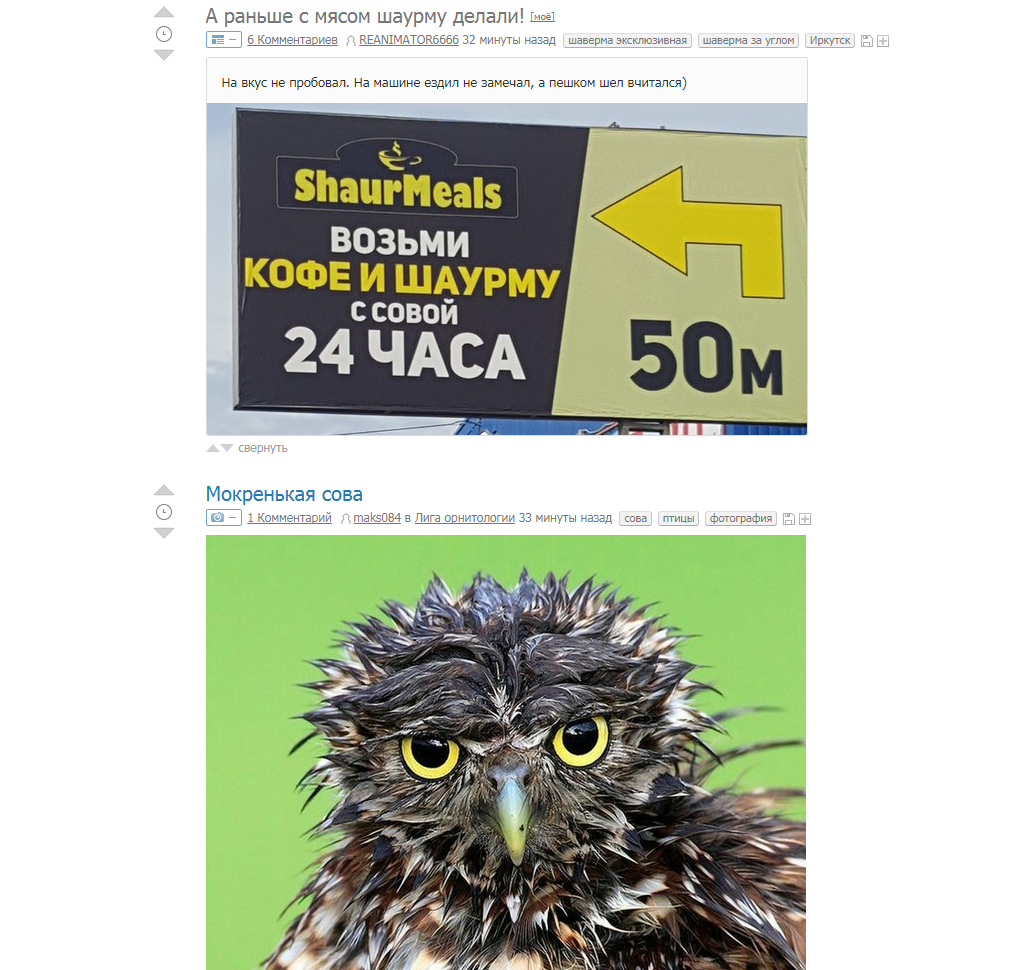 Funny coincidence. - Coincidence, Owl, They are everywhere, Peekaboo, Screenshot