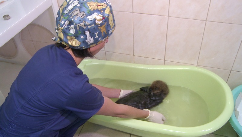 Orphaned baby sea otter rescued in Kamchatka - Sea otter, Red Book, Kamchatka, Longpost