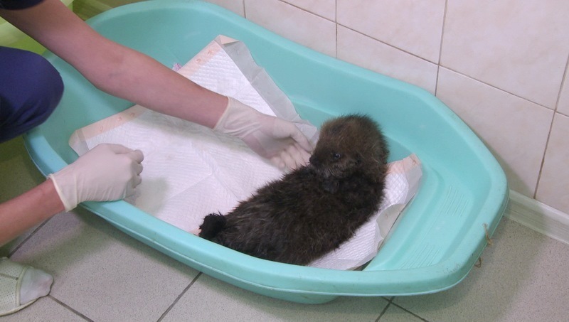 Orphaned baby sea otter rescued in Kamchatka - Sea otter, Red Book, Kamchatka, Longpost