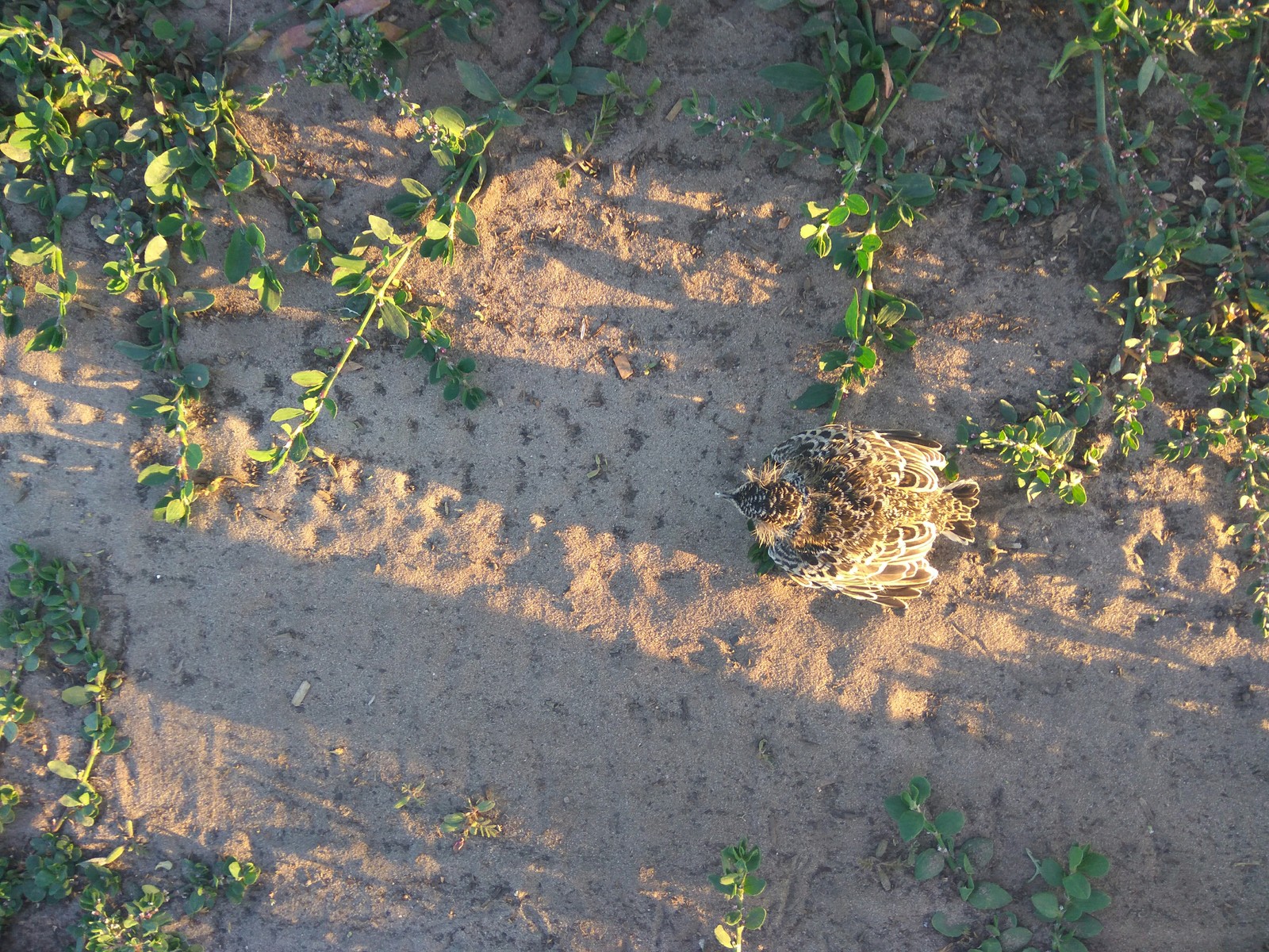 How to do it right? - My, , Foundling, Birds