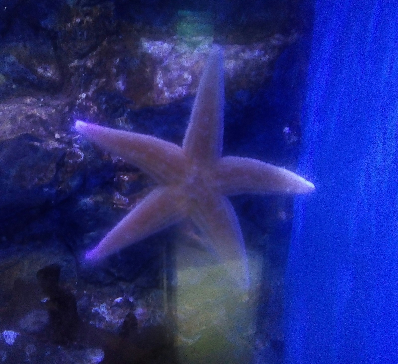 A trip to the aquarium. Vladivostok. O. Russian. 1 part - My, Oceanarium, A fish, Longpost