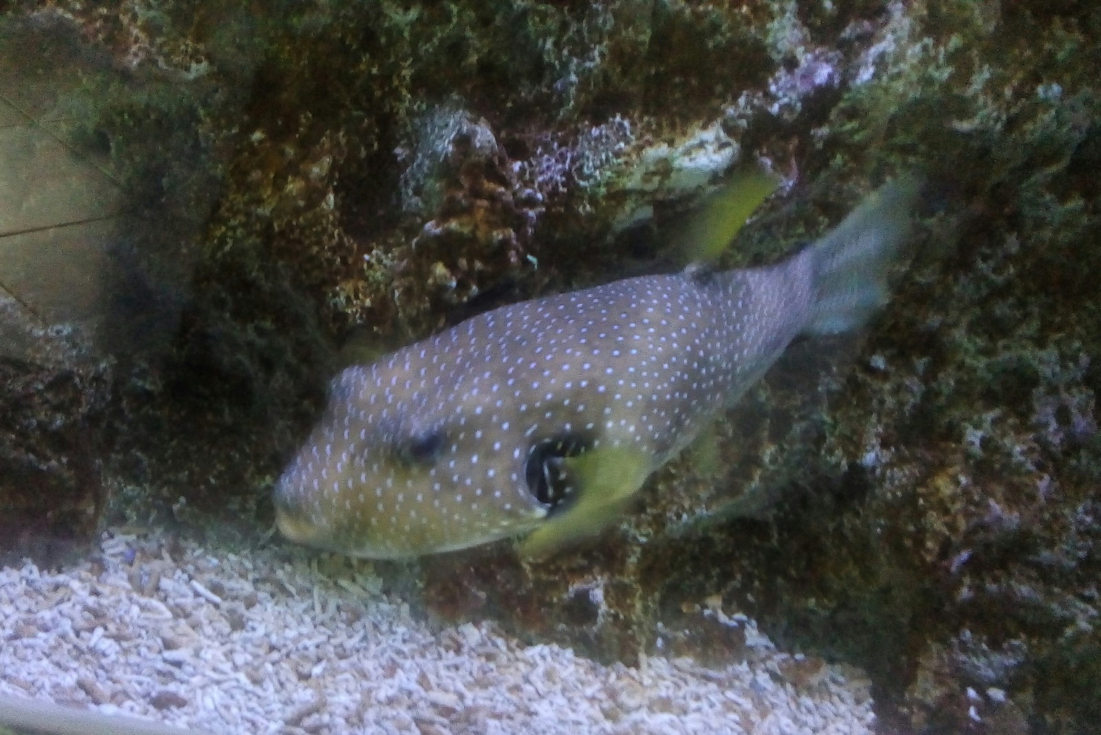 A trip to the aquarium. Vladivostok. O. Russian. 1 part - My, Oceanarium, A fish, Longpost