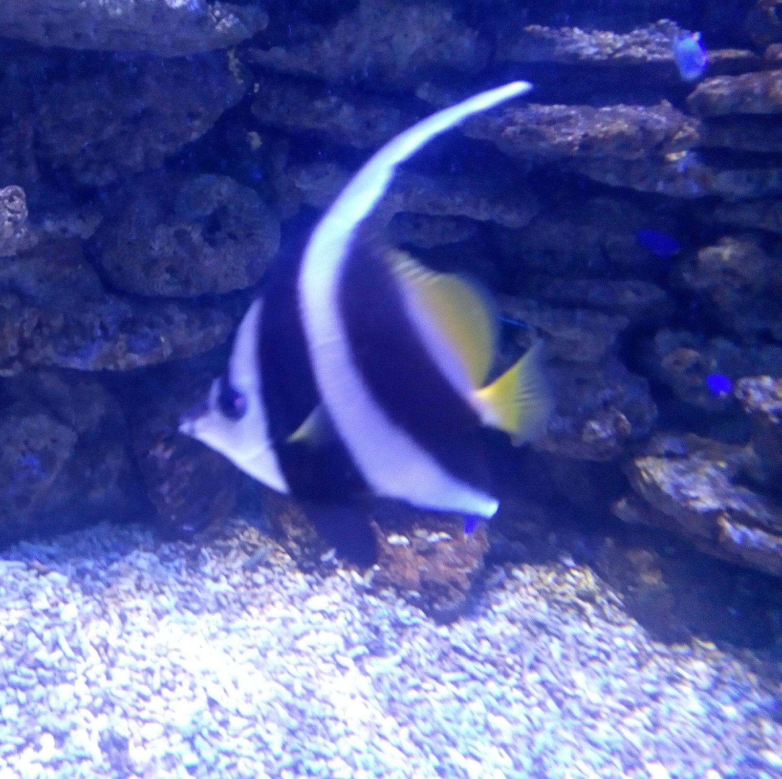 A trip to the aquarium. Vladivostok. O. Russian. 1 part - My, Oceanarium, A fish, Longpost