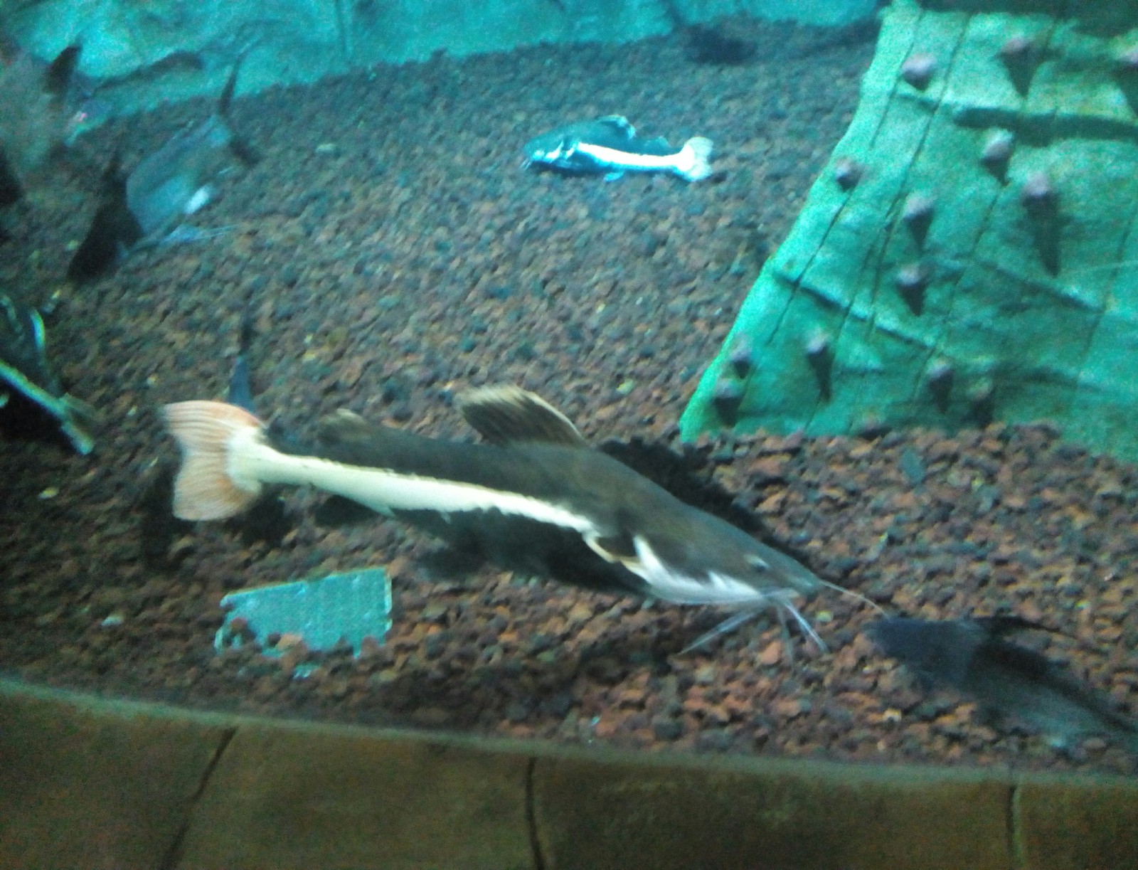 A trip to the aquarium. Vladivostok. O. Russian. 1 part - My, Oceanarium, A fish, Longpost