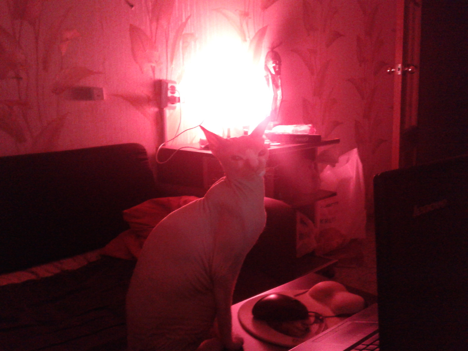 My cat lamp - My, cat, Cat with lamp