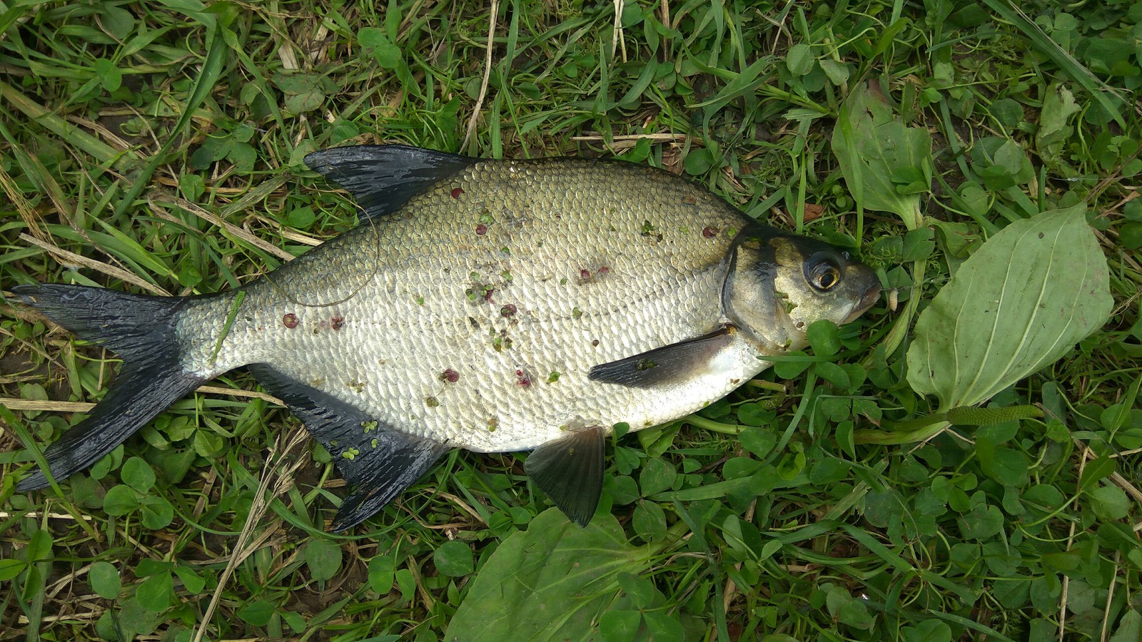 Weekend on the oxbow river Moscow. - My, Bream, Fishing, Longpost