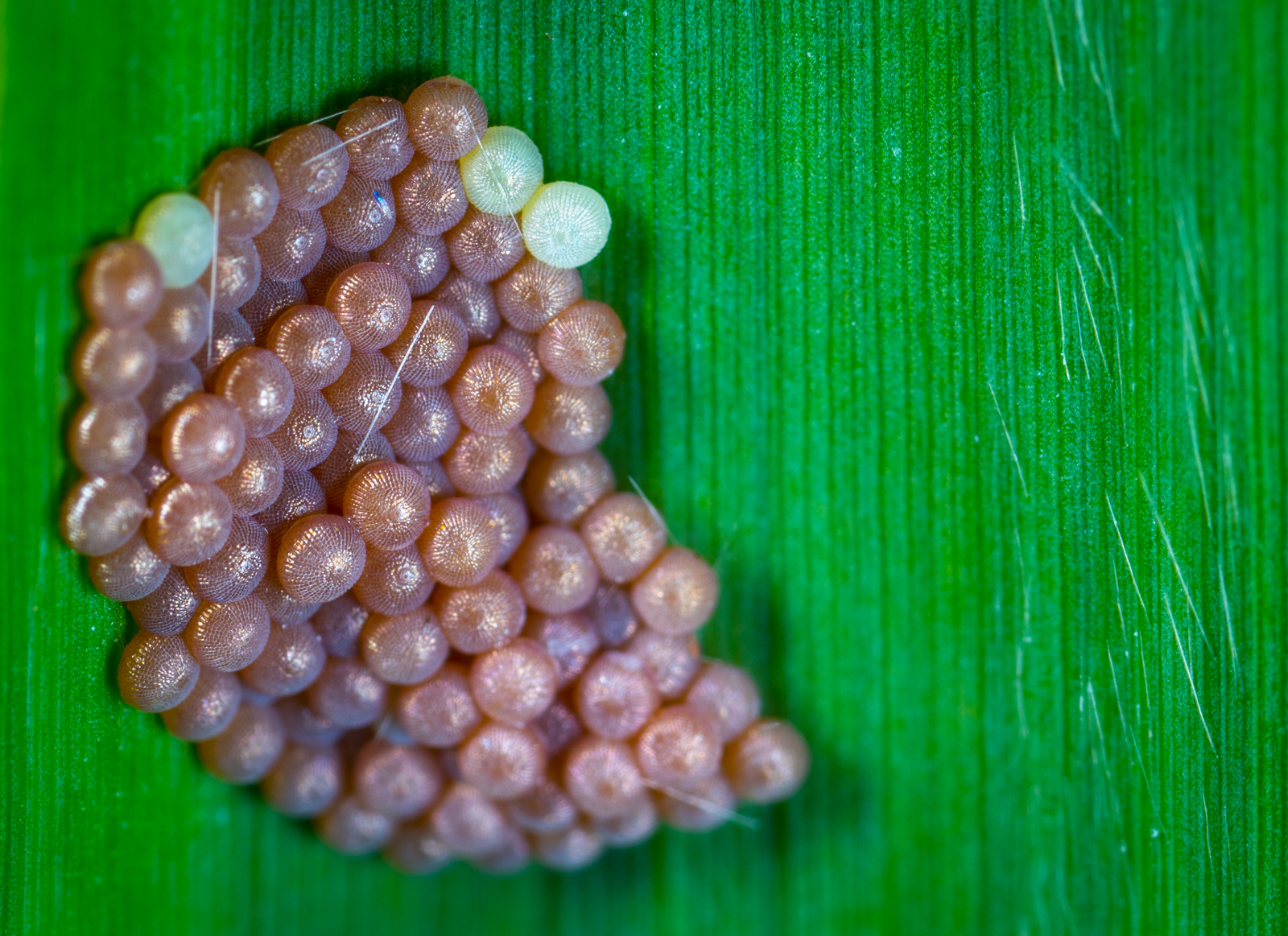 Someone laid eggs on the sedge - My, Macro, Insects, Eggs, Grass, Sony A7R2, Mp-e 65 mm, , , Macro photography