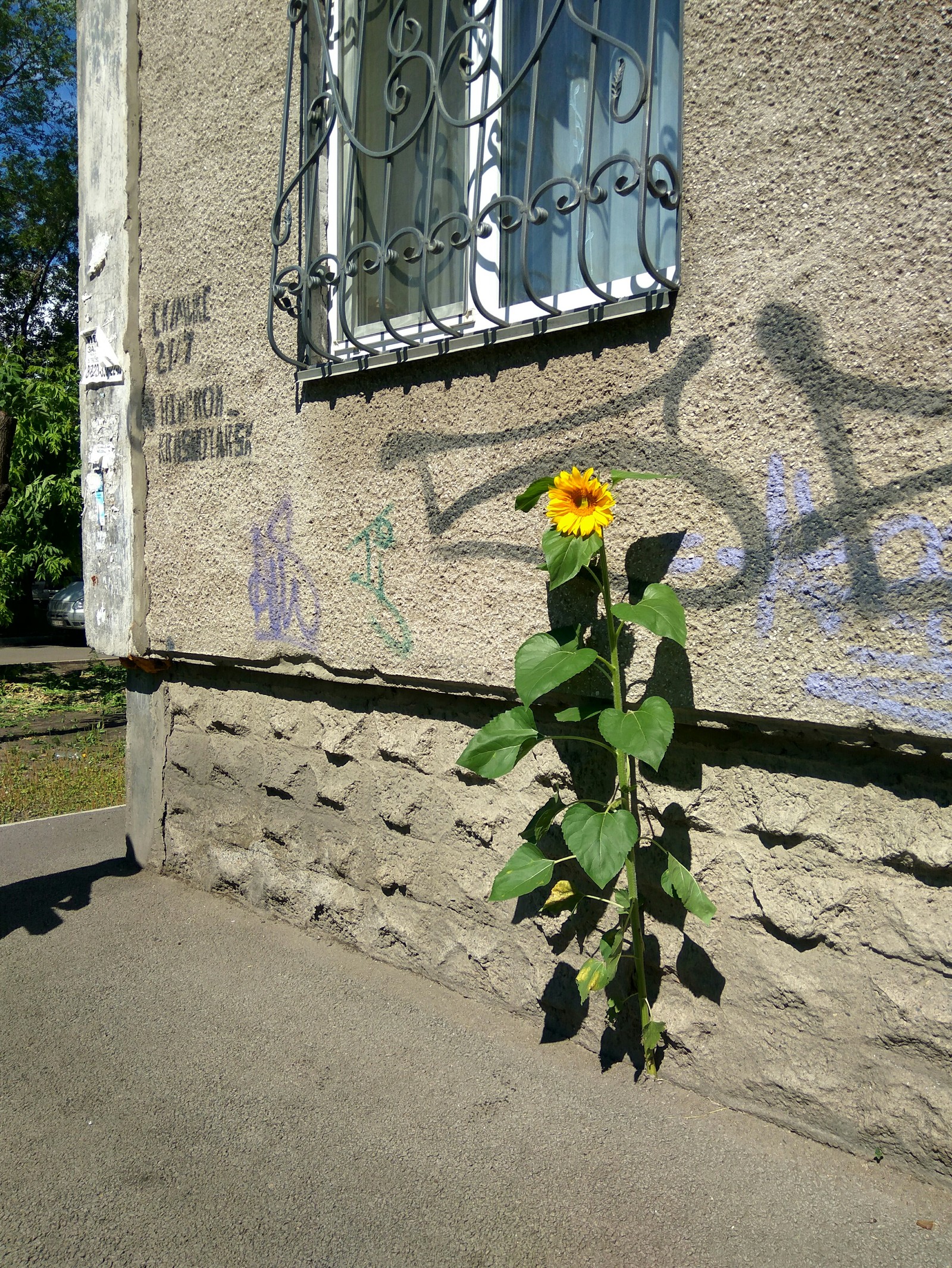 Сила природы... - Природа, Чудо, Цветы, Сила природы, Красноярск, Длиннопост