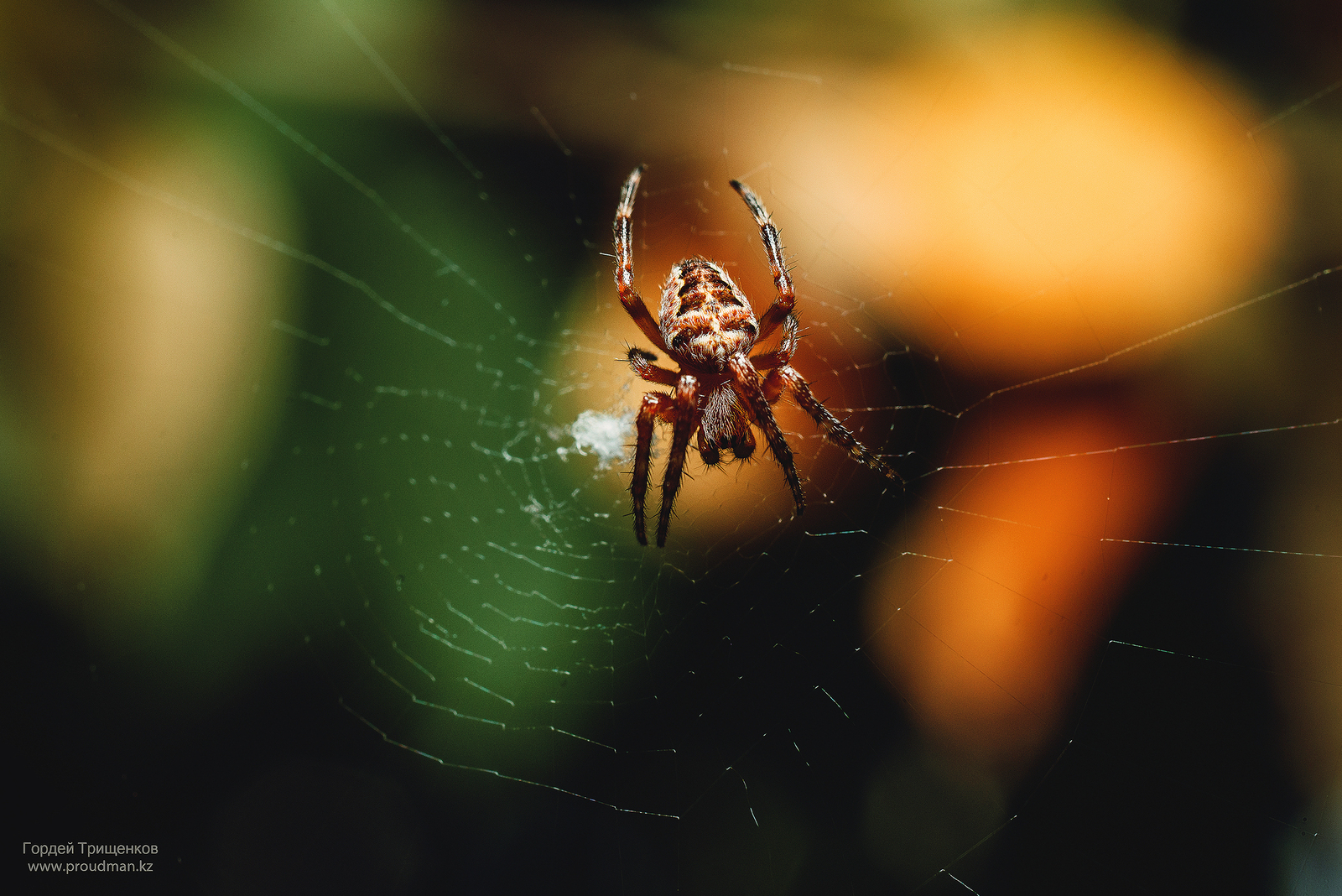 summer, heat, insects - My, Macro, The photo, Nikon, Sigma, Uralsk, Kazakhstan, Dacha, Spider, Longpost, Macro photography