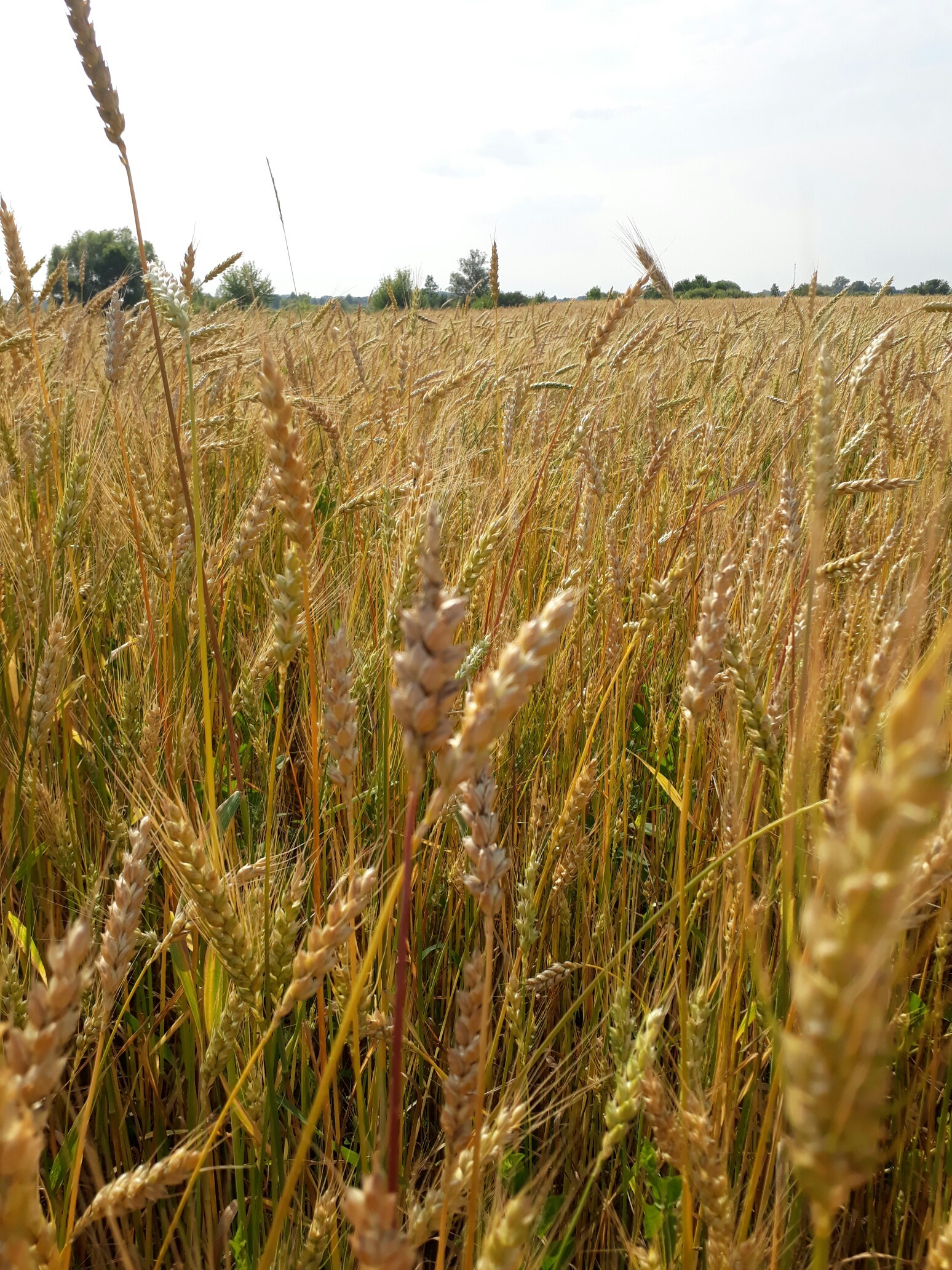 Wheat field - My, Nature, Field, Summer, Russia, Longpost