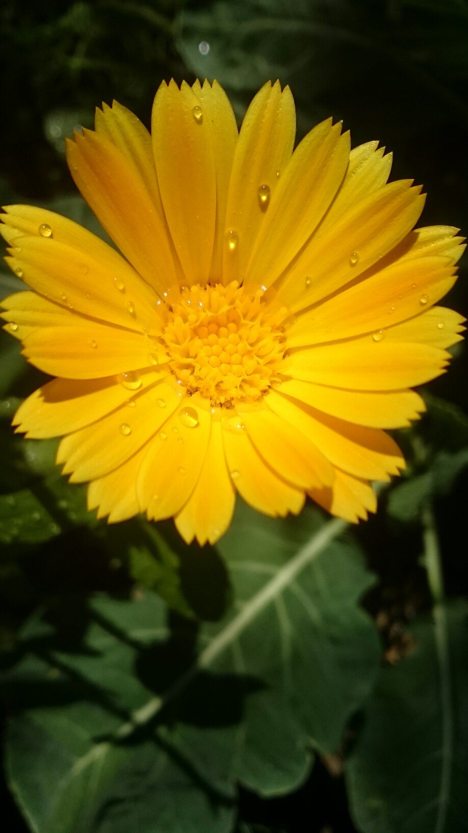 Marigold - My, The photo, Flowers