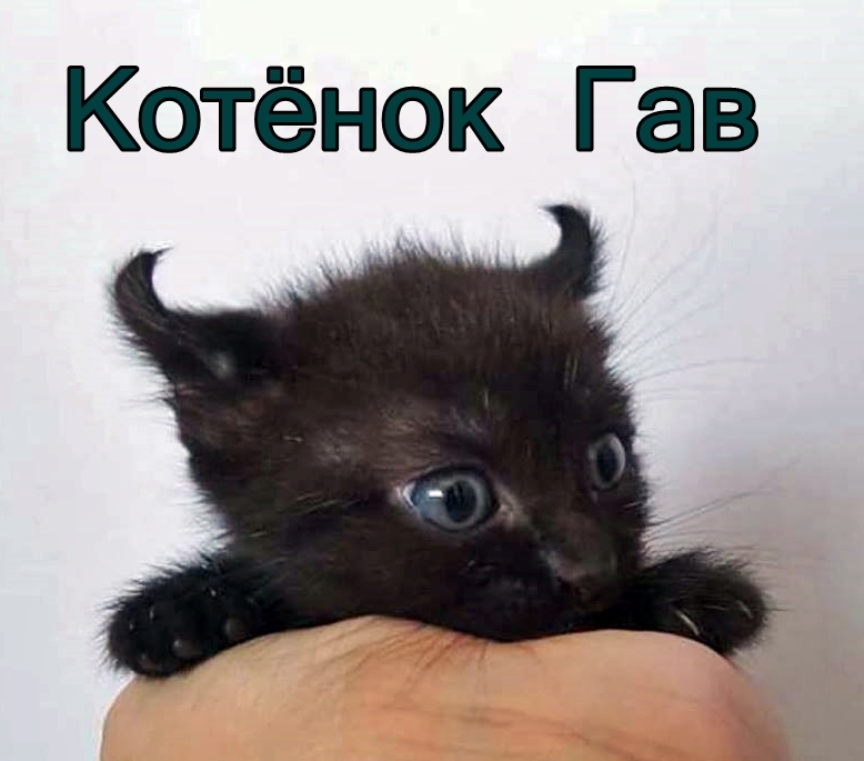 Little cute imp, with a fluffy tail. - Catomafia, The photo, Milota, Kittens, Good and evil, cat