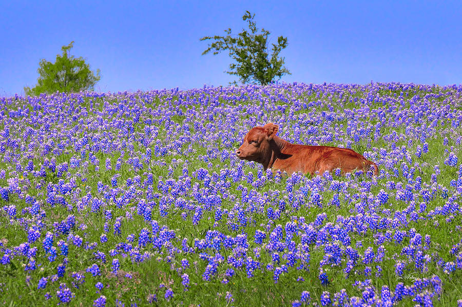 Heifers in flowers. - Cow, Meadows, Longpost, Flowers