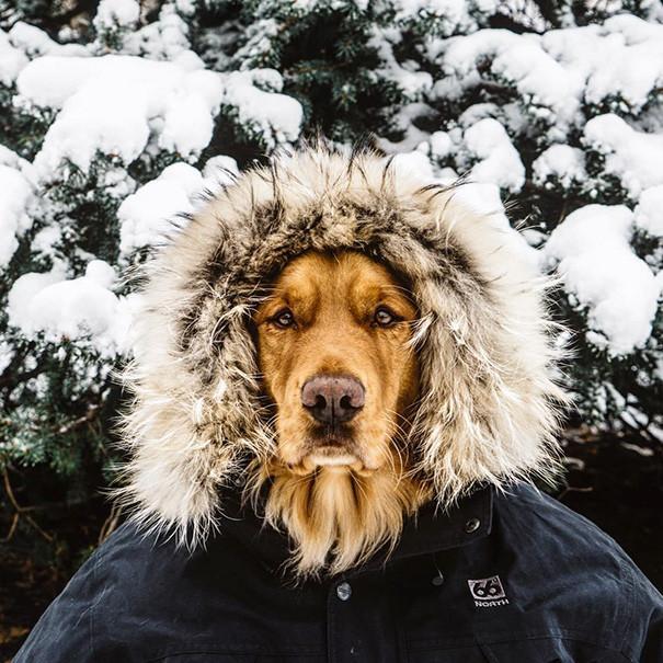 So warmer - Dog, Snow, Jacket, Hood