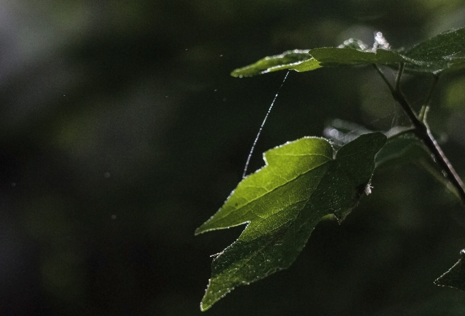 Some photos of the forest - My, Canon 7d, Helios, Forest, Leaves, Mushrooms, Longpost, Helios