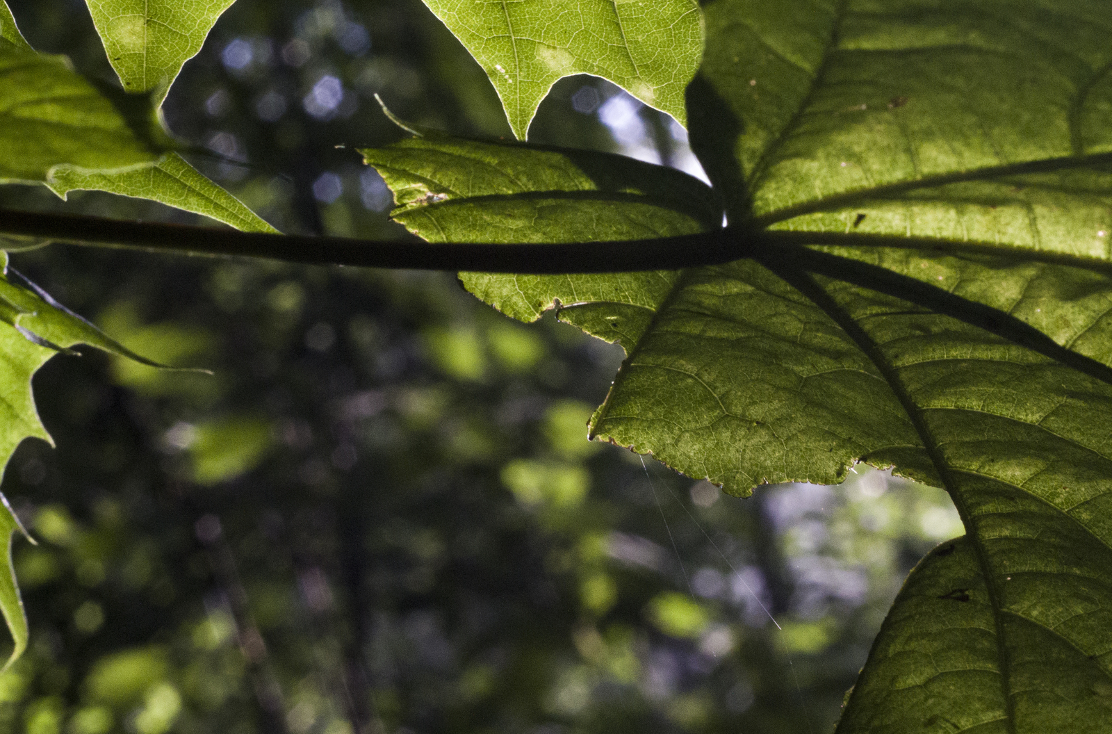 Some photos of the forest - My, Canon 7d, Helios, Forest, Leaves, Mushrooms, Longpost, Helios