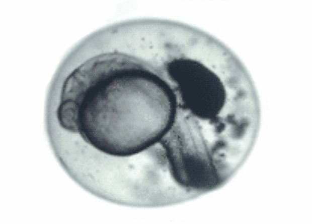 Antifreeze and nanorods reanimate frozen fish embryos - The science, news, Biology, The medicine, Cryogenic freezing