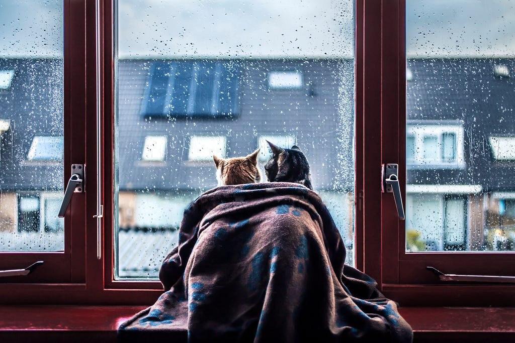 Mood for this summer - The photo, cat, Rain, Summer