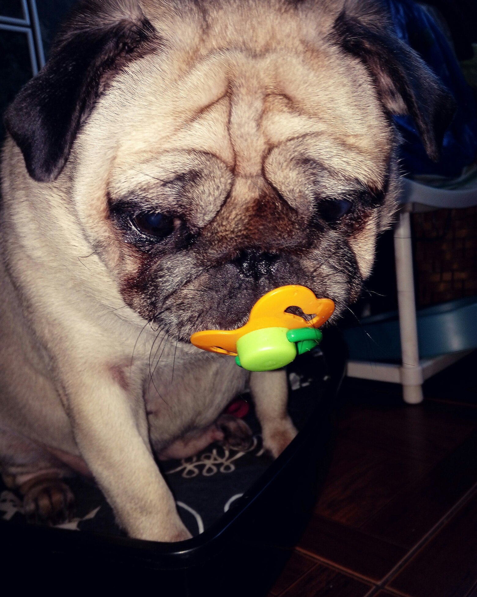 I want to go back to my childhood - My, Pug, Ulyana