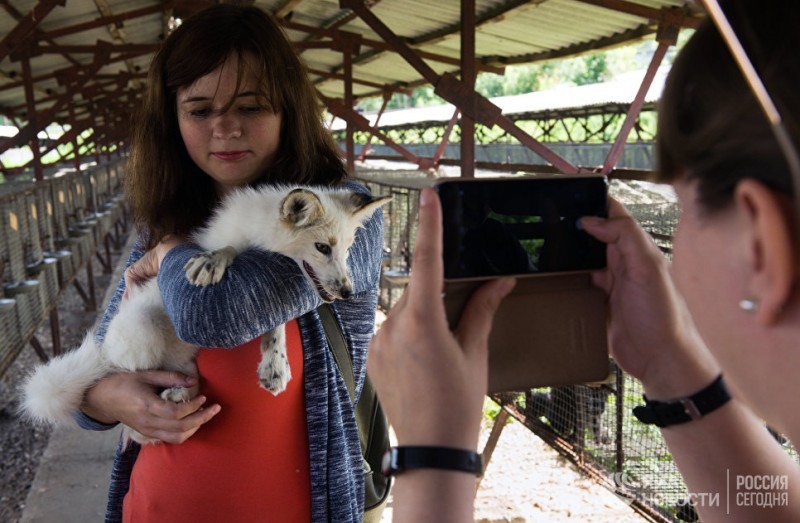 Novosibirsk scientists are sure that almost any animal can be domesticated - Novosibirsk, Fox, Domestication, Longpost