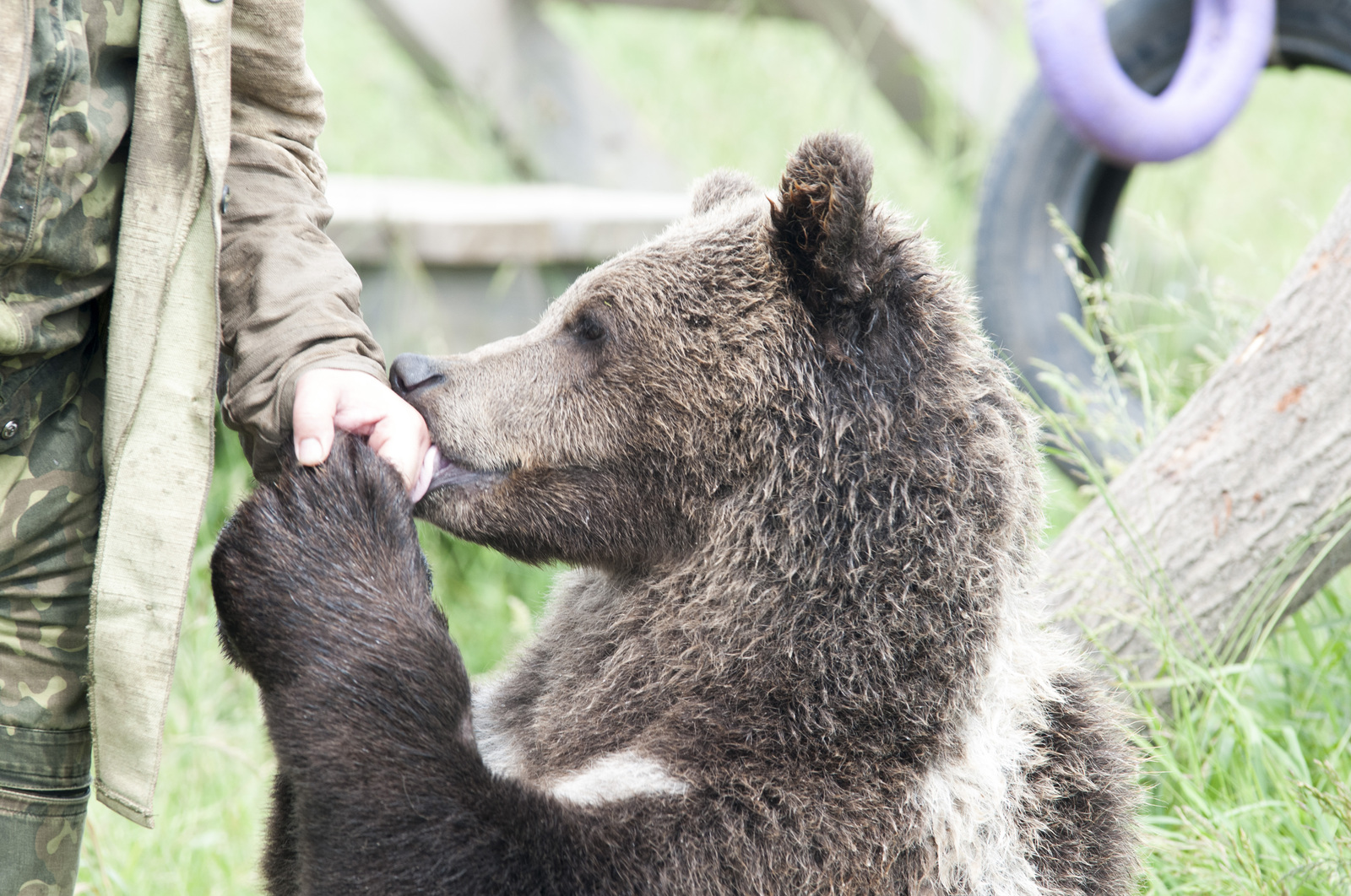 AeroBear, please love and favor - My, Bear, , Mansour, Longpost, The Bears