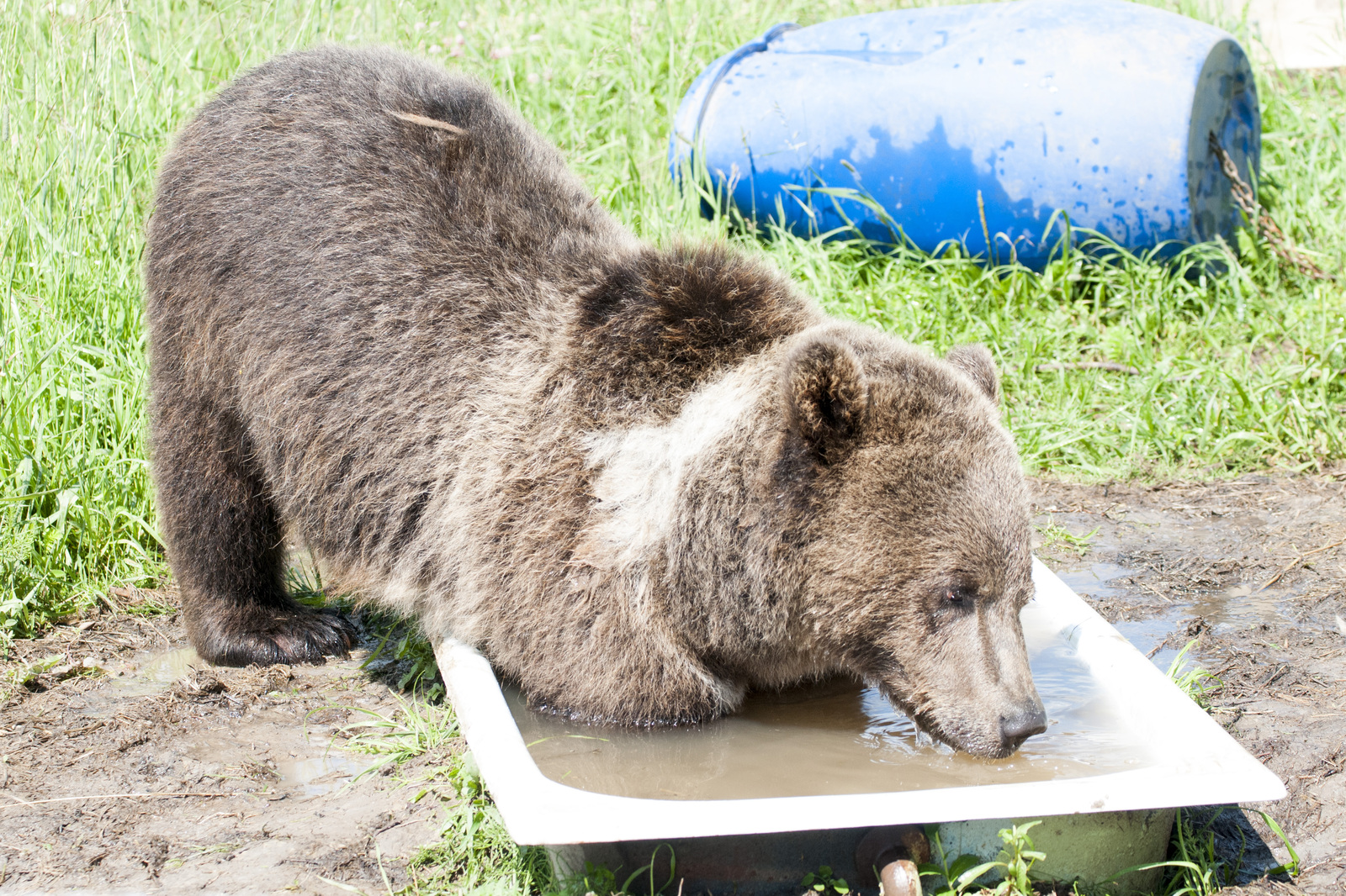 AeroBear, please love and favor - My, Bear, , Mansour, Longpost, The Bears