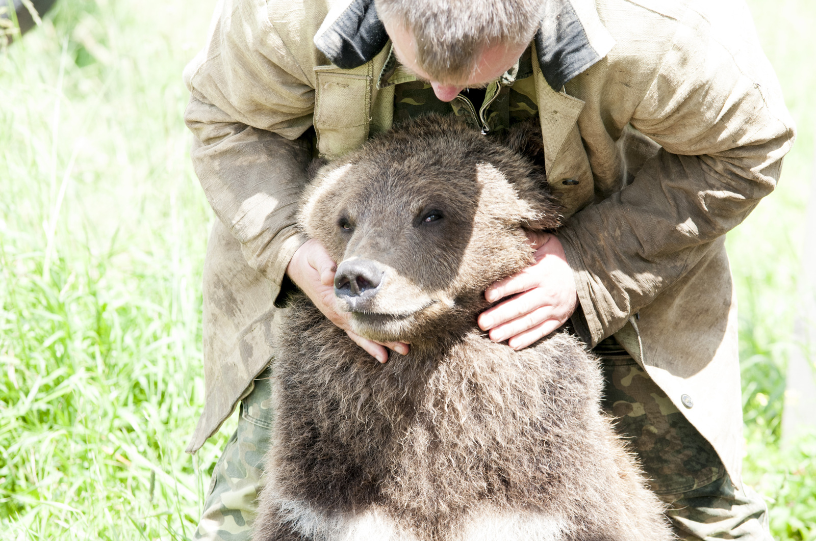 AeroBear, please love and favor - My, Bear, , Mansour, Longpost, The Bears