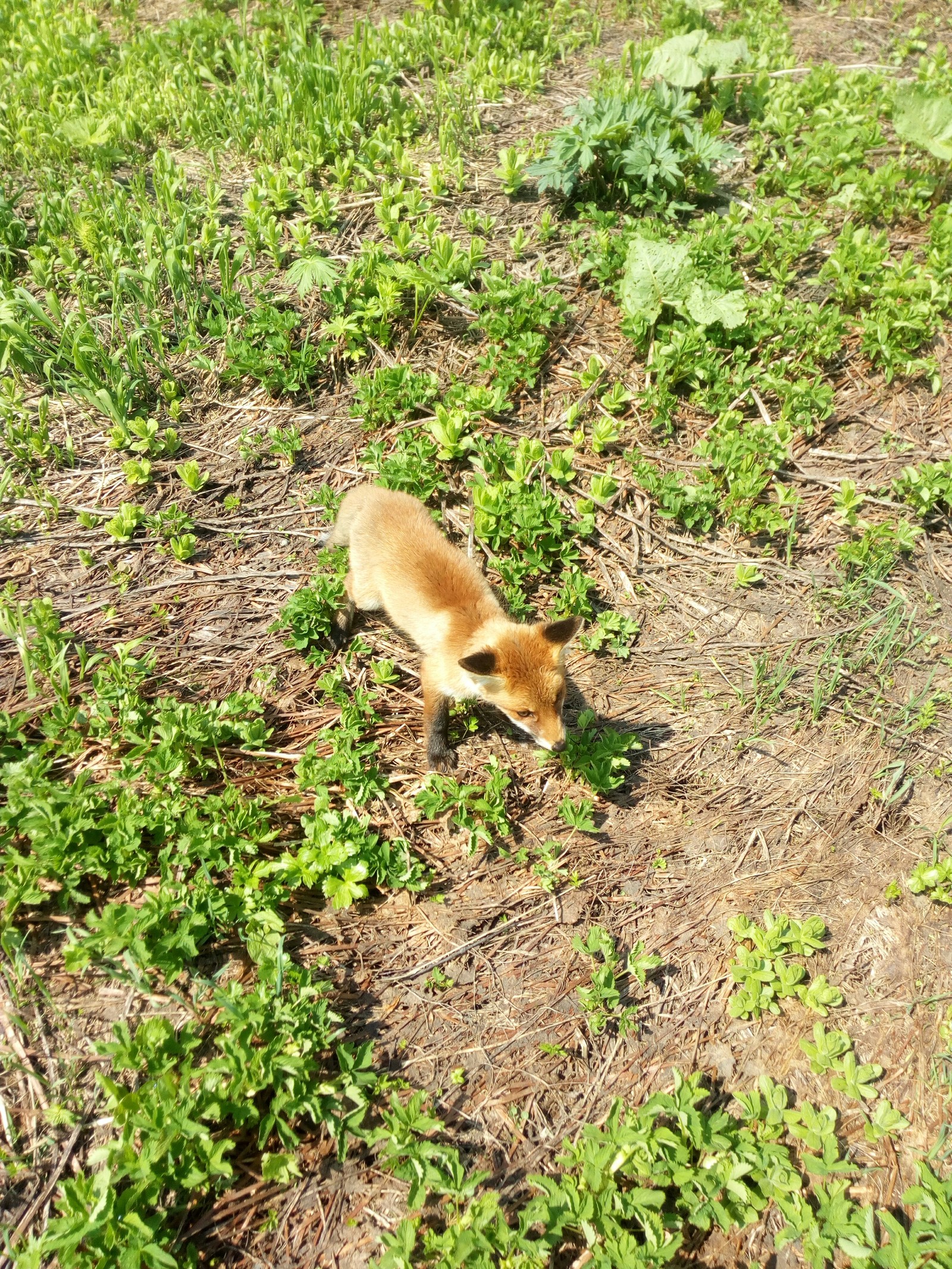 Fox - My, Fox, Bzerpen cornice, Fox cubs, Animals