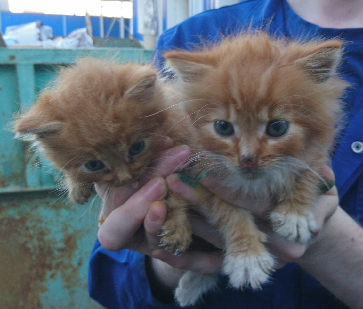 Podolsk, two small ones. - My, Catomafia, , In good hands, cat, Redheads, Podolsk
