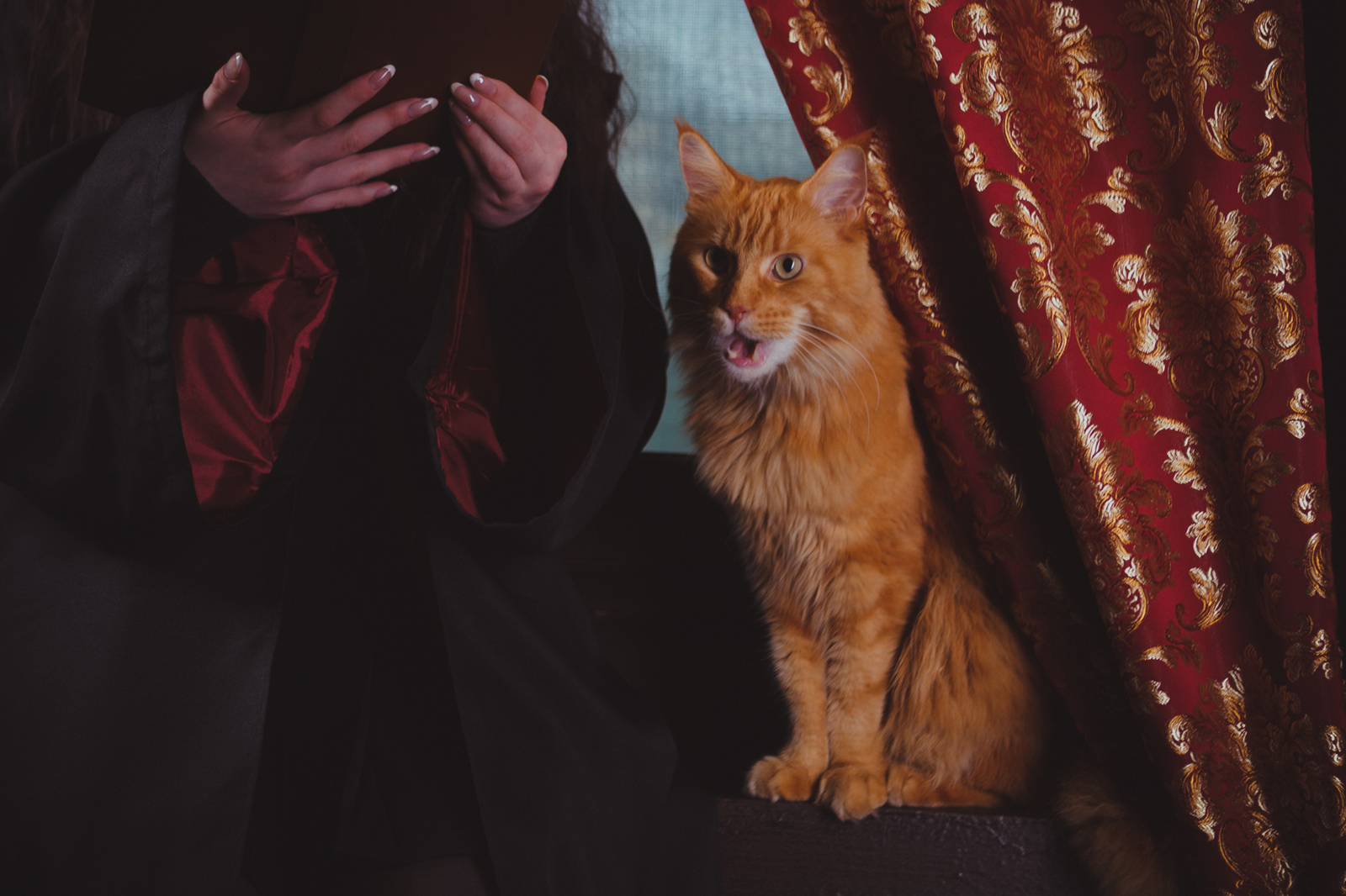 From a Potter photoshoot - My, cat, Humor, Harry Potter, Cosplay