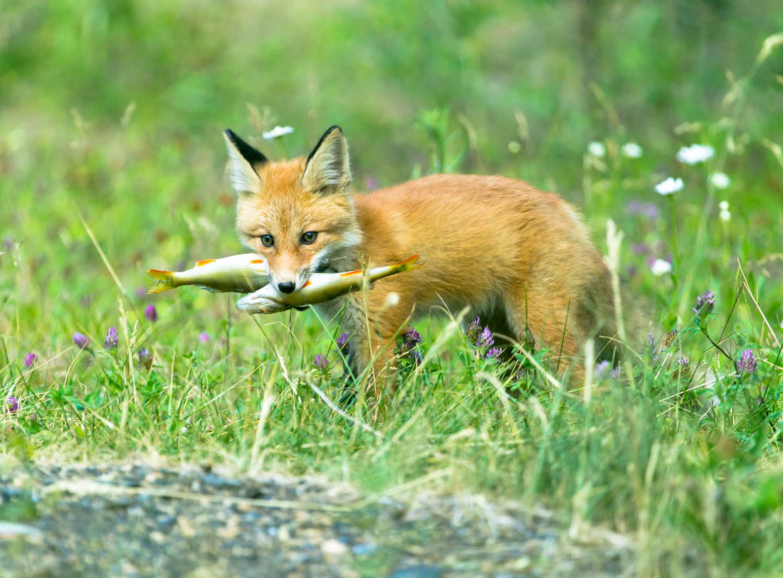 Фото газель лисичка