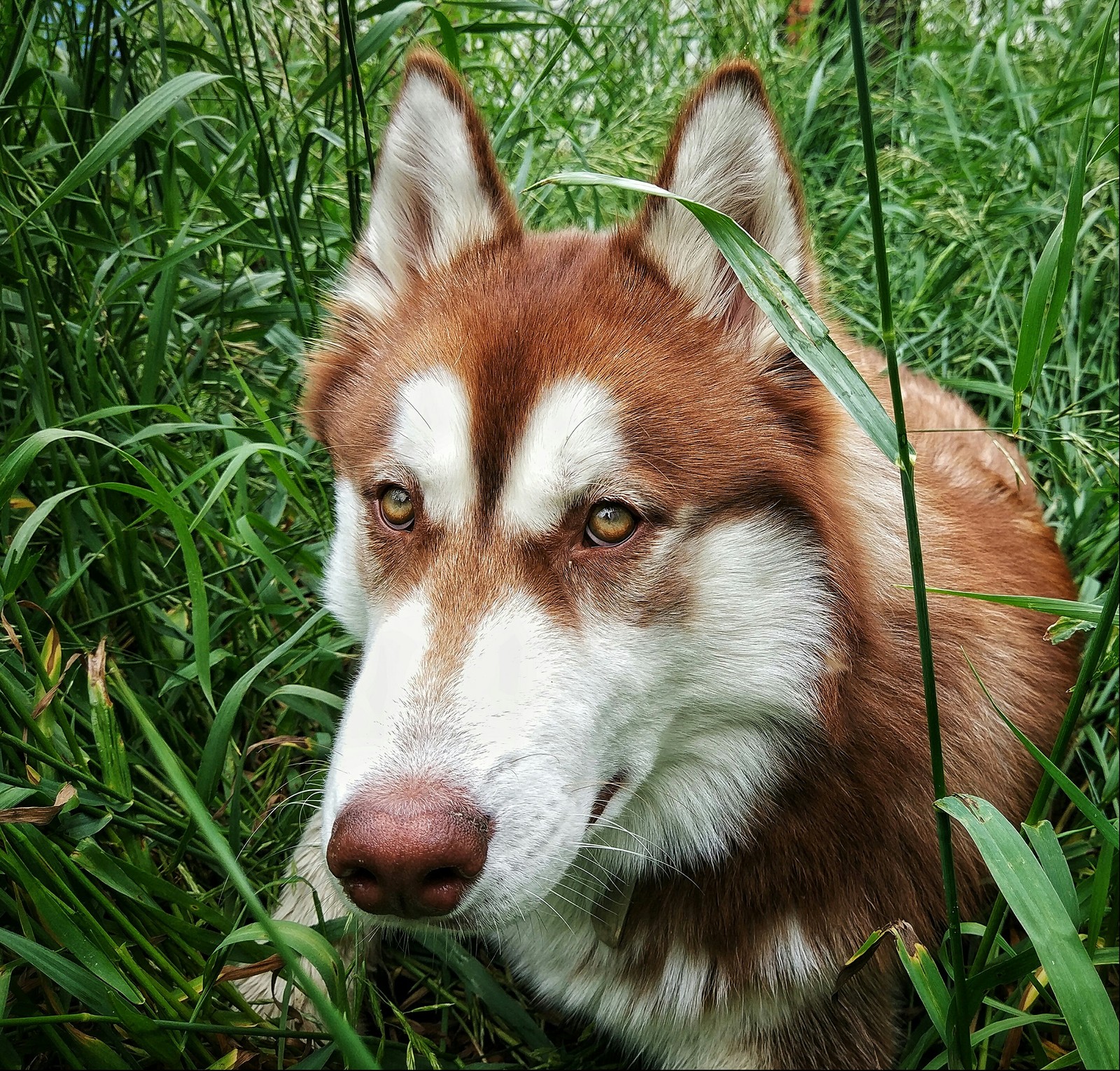 Dog, in the grass of the windrow) - My, Husky, Dog