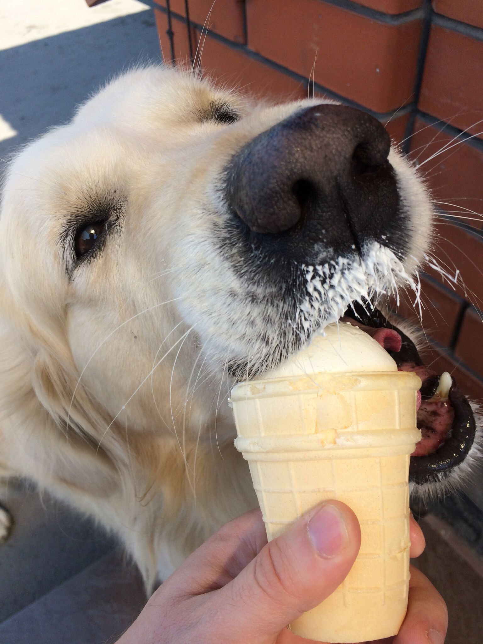 All ice cream and summer mood! - My, Dog, Golden retriever, 