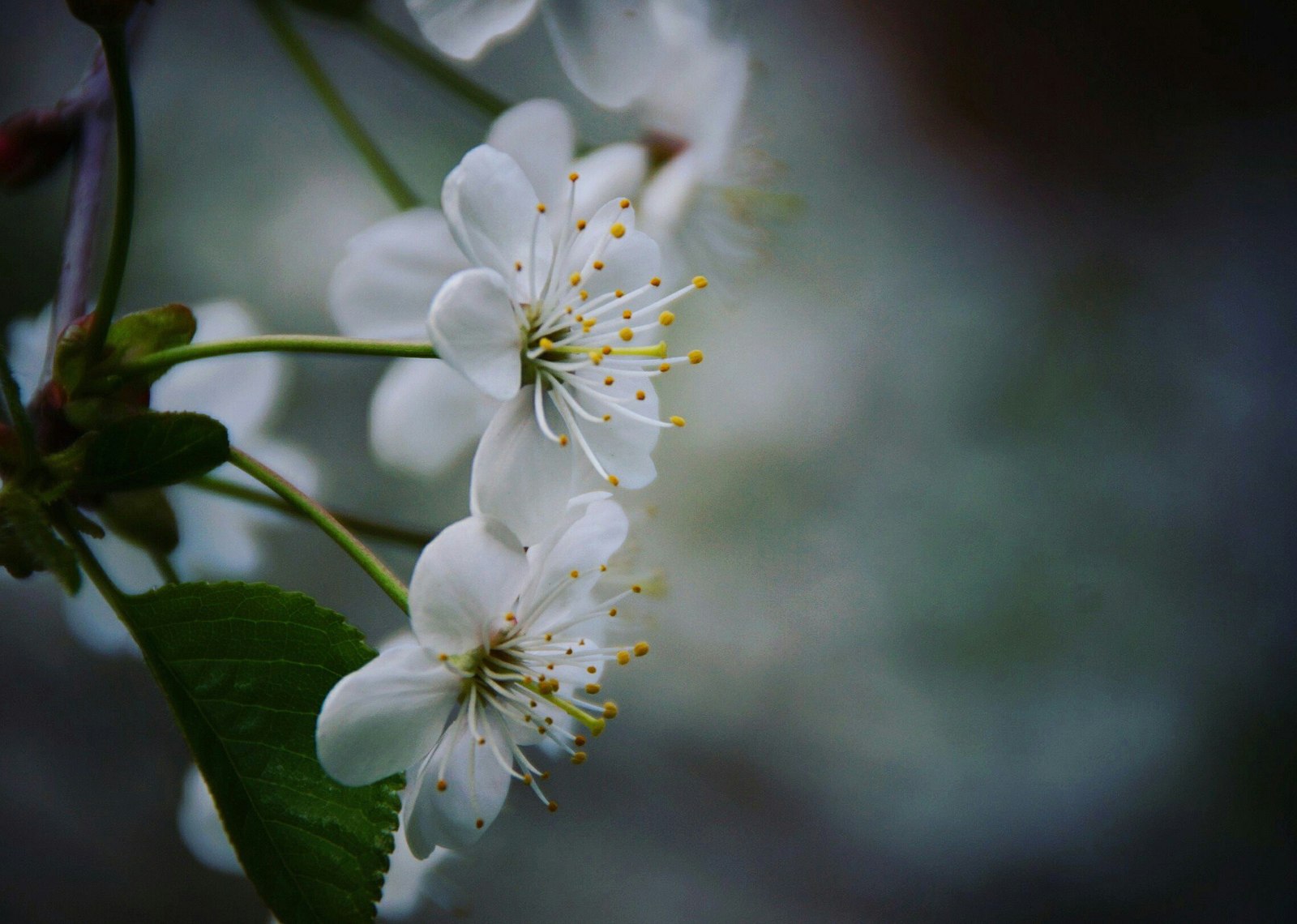 Flowers bloom once a year - My, Macro, Spring, Nature, Flowers, Cherry, Sony, Macro photography, Closeup, 