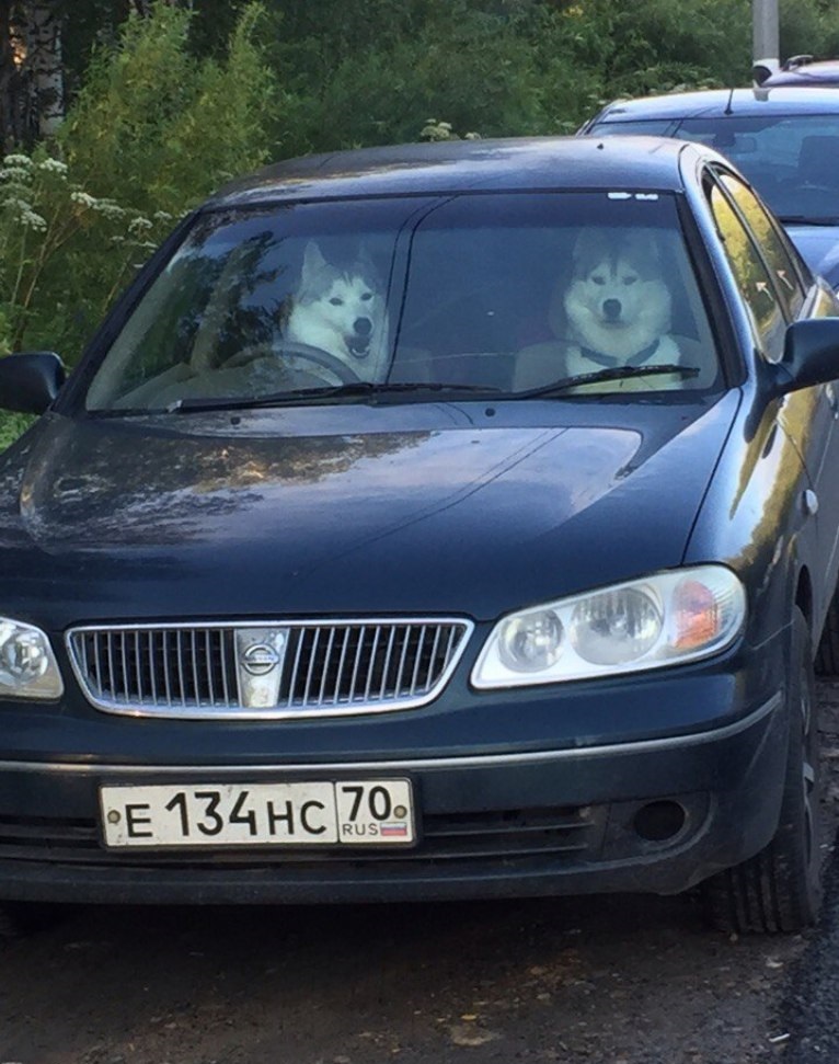 Hey, how are you? - Driver, Dog, Car, Expectation