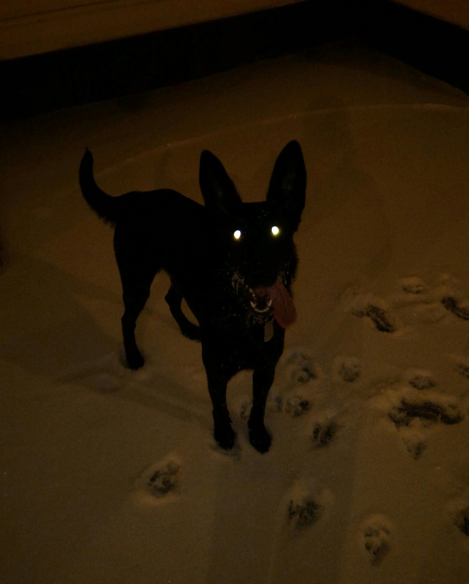 Groenendael+Doberman= - My, Dog, Winter, Milota