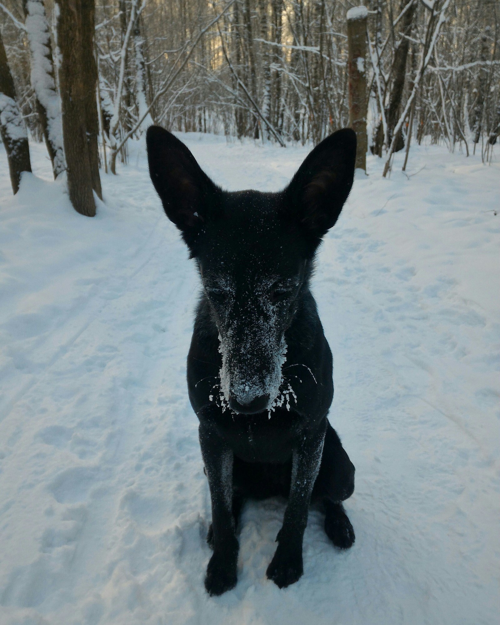 Groenendael+Doberman= - My, Dog, Winter, Milota