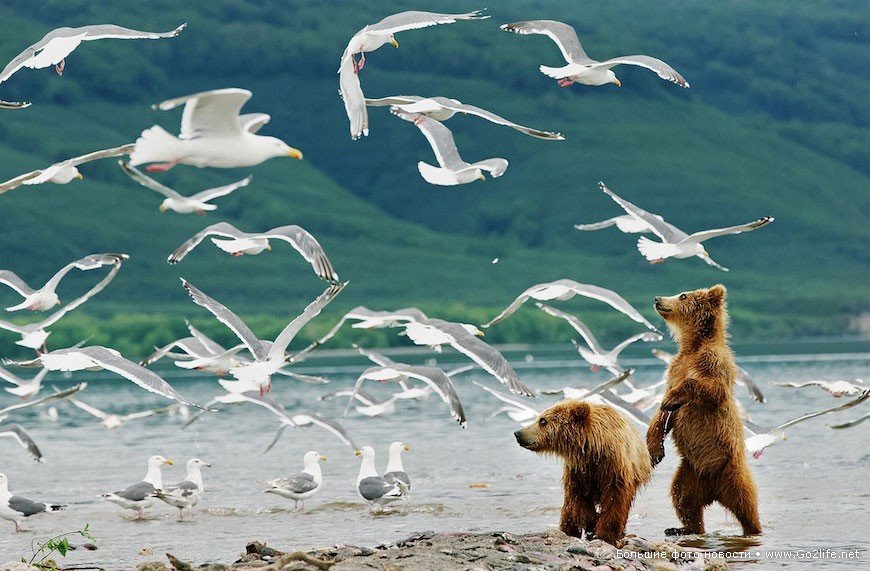 Kamchatka bear cubs - Kamchatka, The photo, The Bears, Nature, Landscape, Birds