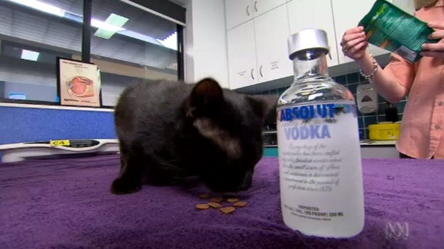 A cat that drank antifreeze was saved with vodka - cat, Animal Rescue