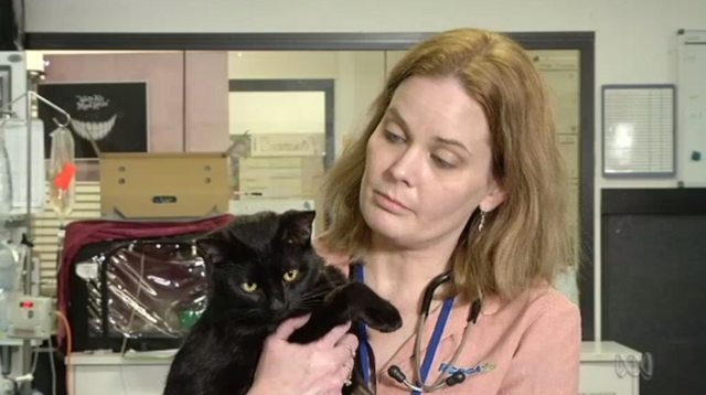 A cat that drank antifreeze was saved with vodka - cat, Animal Rescue