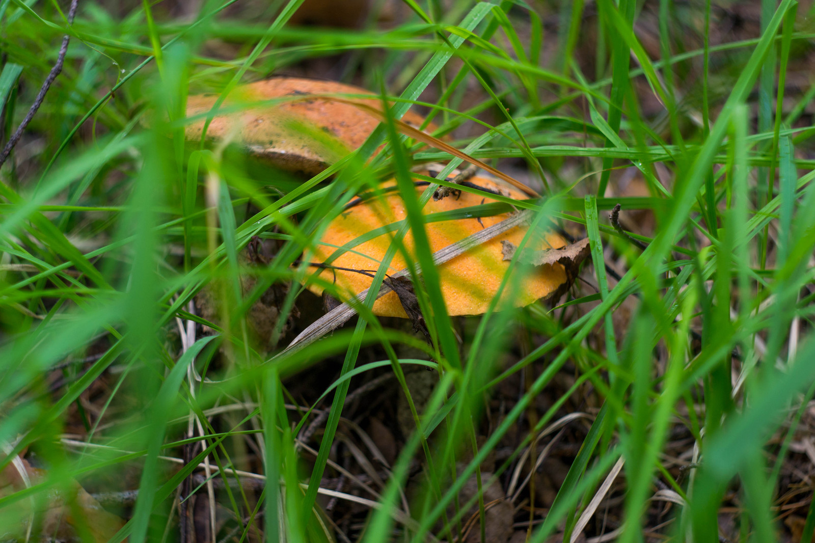 Mushroom July 2017 - My, Forest, Mushrooms, Helios, The photo, Longpost, Summer