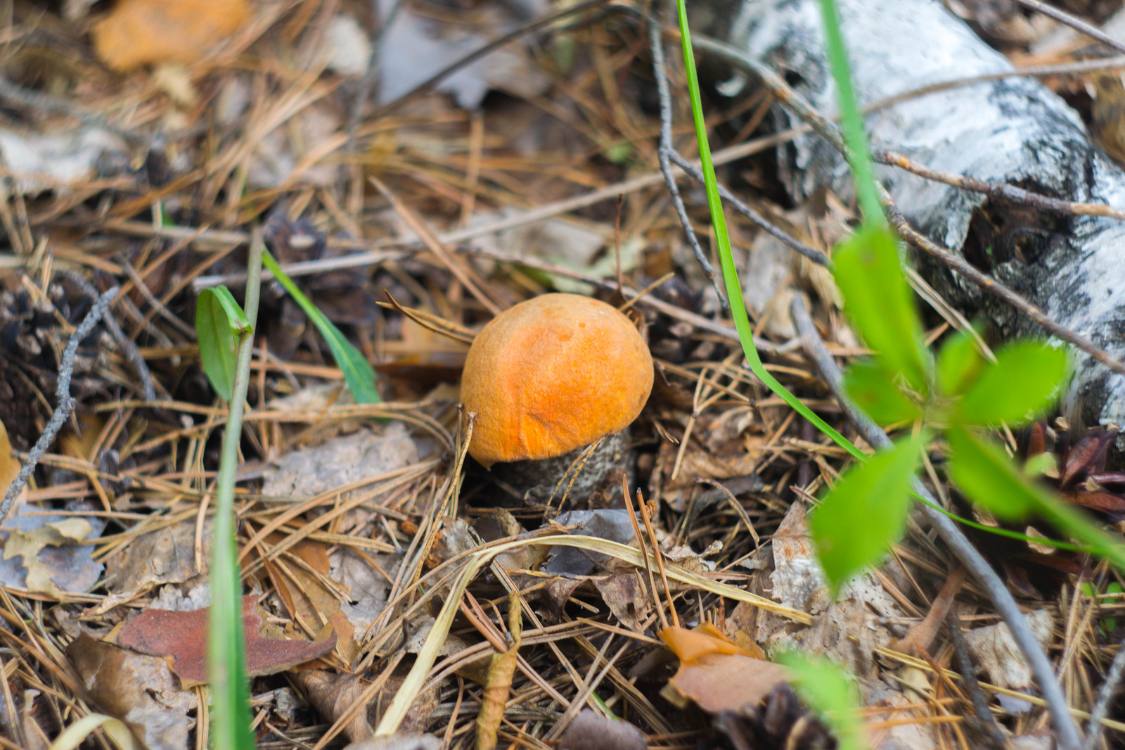 Mushroom July 2017 - My, Forest, Mushrooms, Helios, The photo, Longpost, Summer