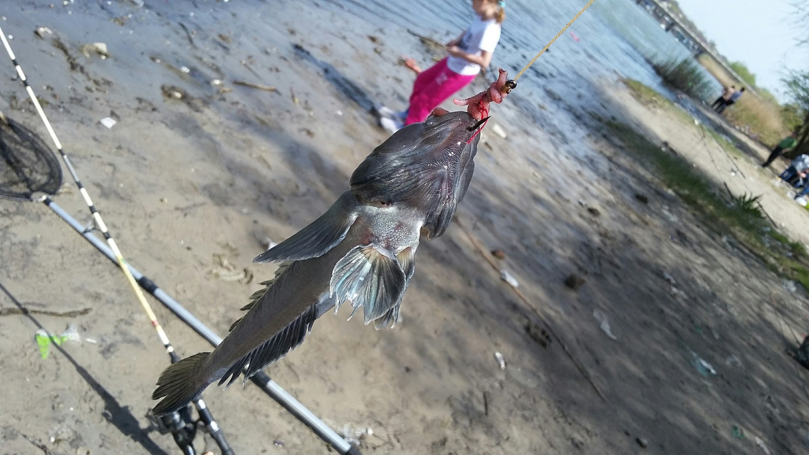 Fishing on the Don. - My, Fishing, Don River, Rostov-on-Don, Summer, Beach, Nature, Longpost