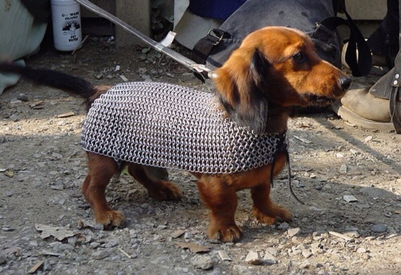 armored dachshund - Dachshund, Armor, Chain mail, Dog