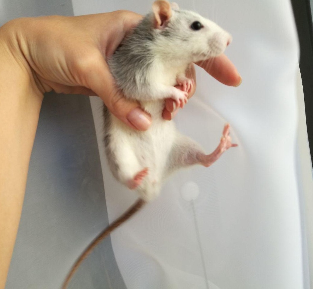 Restless rat - My, Longpost, Decorative rats, Pets, Rodents, Tag