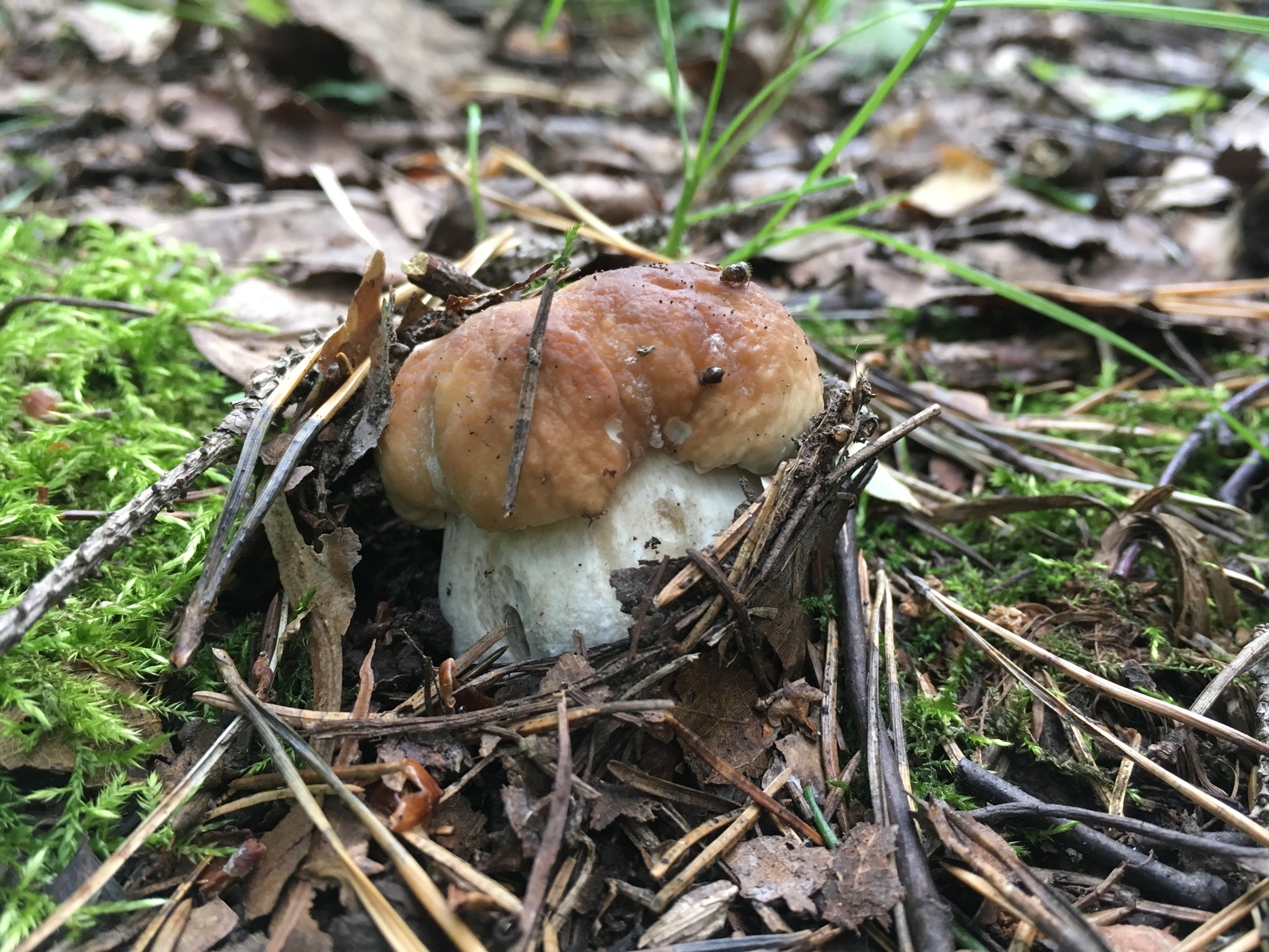 Quiet hunting in the suburbs - My, Mushrooms, Moscow, Silent hunt, Longpost