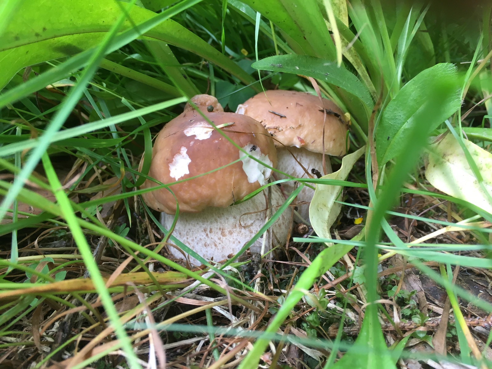 Quiet hunting in the suburbs - My, Mushrooms, Moscow, Silent hunt, Longpost