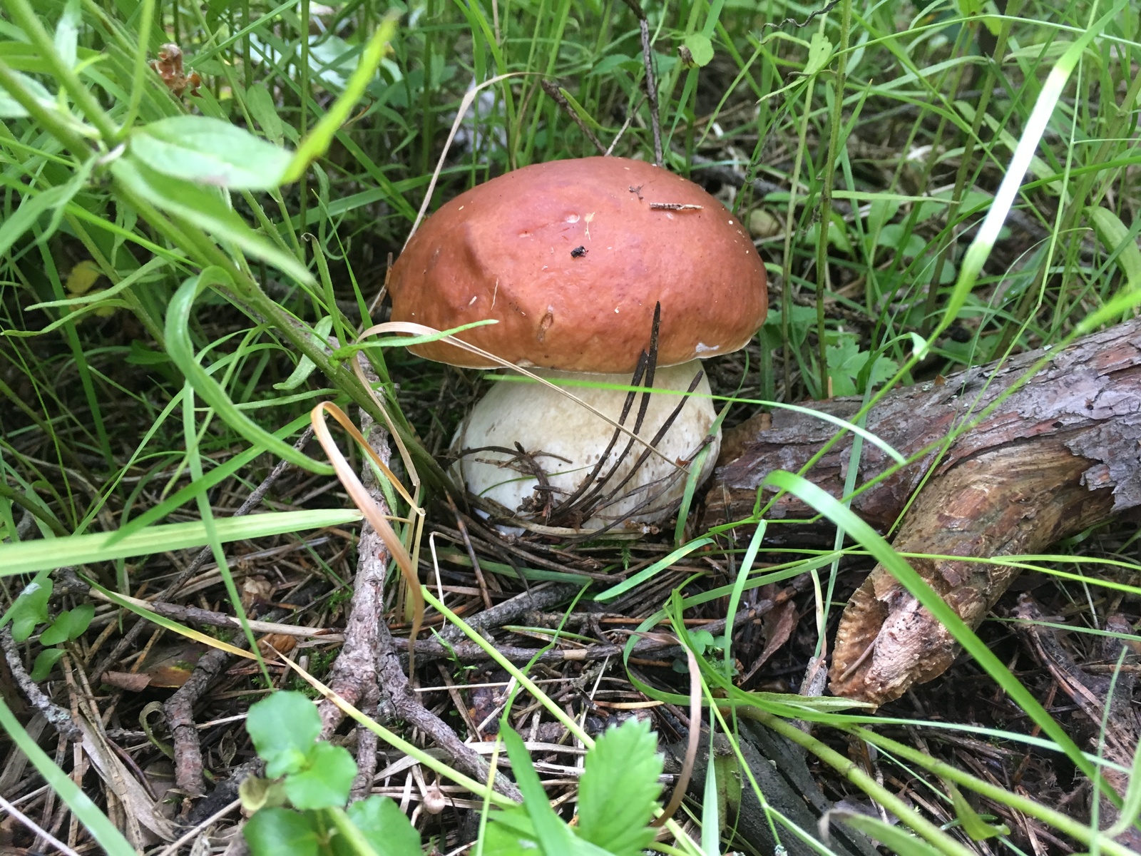 Quiet hunting in the suburbs - My, Mushrooms, Moscow, Silent hunt, Longpost