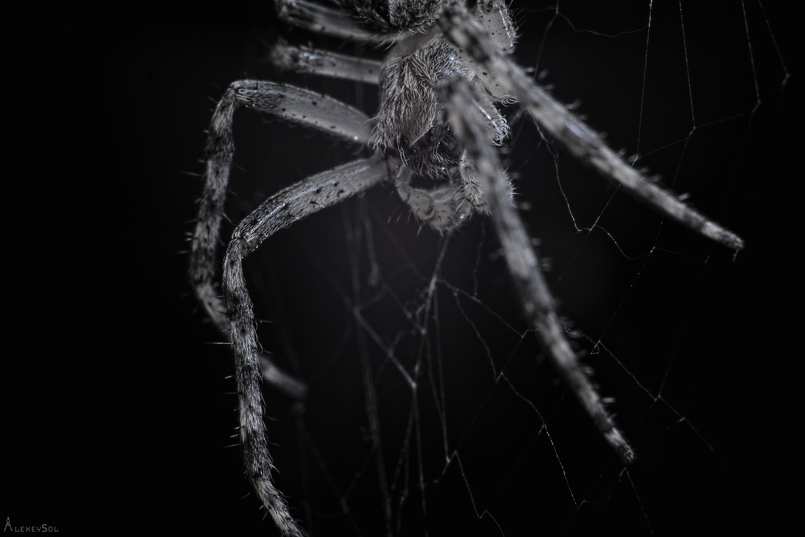 Just a photo - My, The photo, Animals, Macro, Spider, cat, Longpost, Macro photography